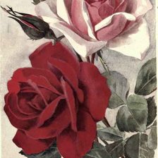 Схема вышивки «rosas duo»