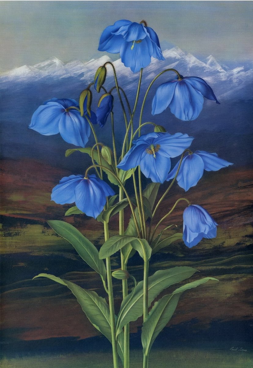 paisaje - naturaleza - оригинал