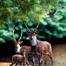 Схема вышивки «Семья»