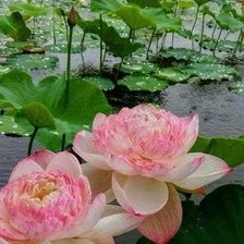 Схема вышивки «Нимфеи»