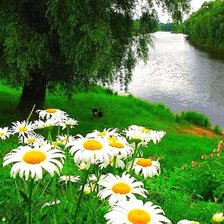 Схема вышивки «Ромашки №2»