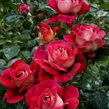 Схема вышивки «Розы 2»