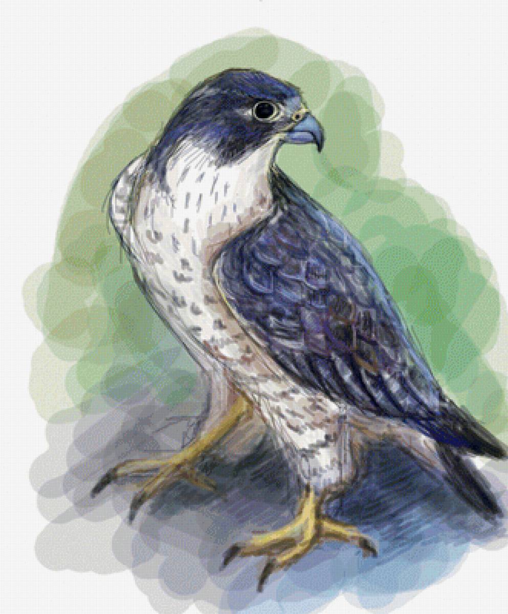 Сокол Сапсан. Акварель - художники - предпросмотр