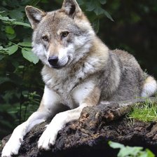 Схема вышивки «Волк»