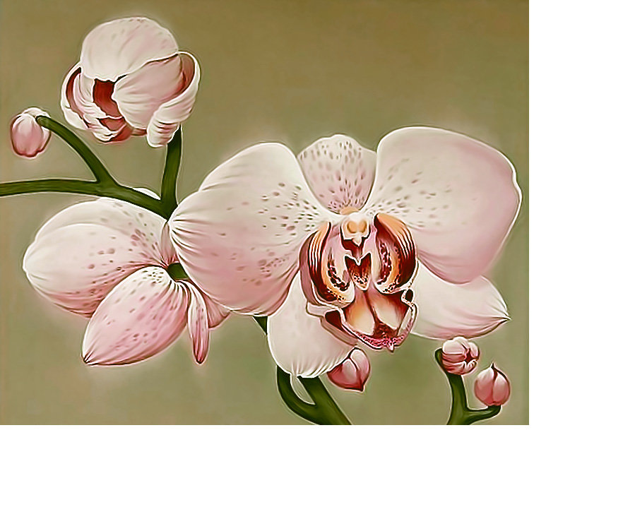 Серия "Цветы". Орхидеи. - цветы, орхидеи, флора - оригинал