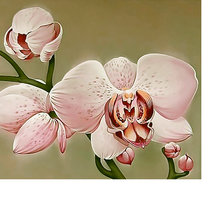 Оригинал схемы вышивки «Серия "Цветы". Орхидеи.» (№2260589)