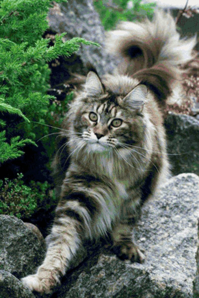 Норвежская лесная кошка - фотографии - предпросмотр