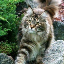 Норвежская лесная кошка