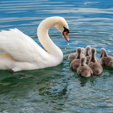 Схема вышивки «Лебедь и птенцы»