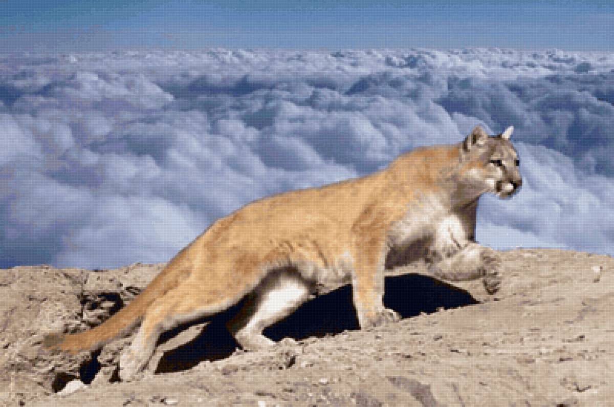 Puma. - animais. - предпросмотр