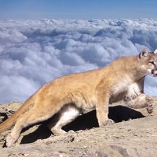 Схема вышивки «Puma.»