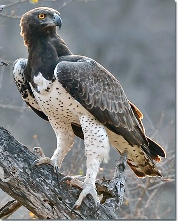 Águia. - pássaro - оригинал