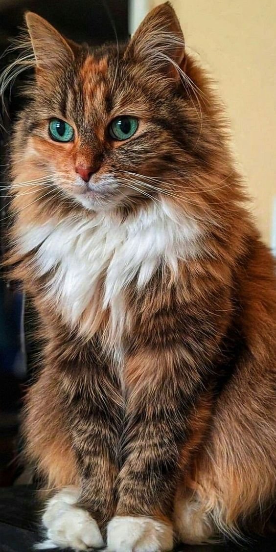 друзья - оригинал