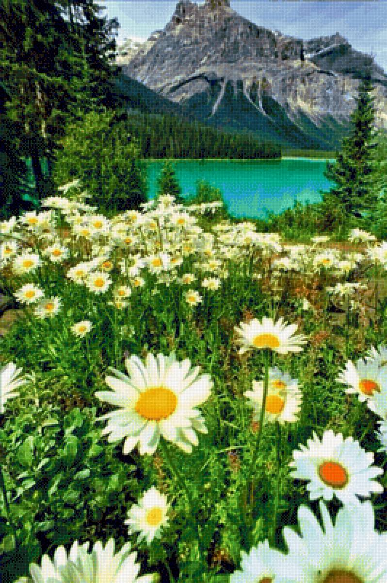 Ромашки - река, ромашки, горы - предпросмотр