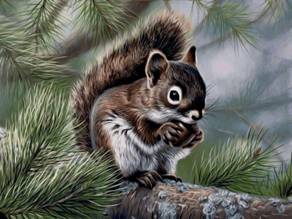 Белочка - животные, грызуны, белка - предпросмотр