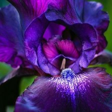 Схема вышивки «Ирисы»