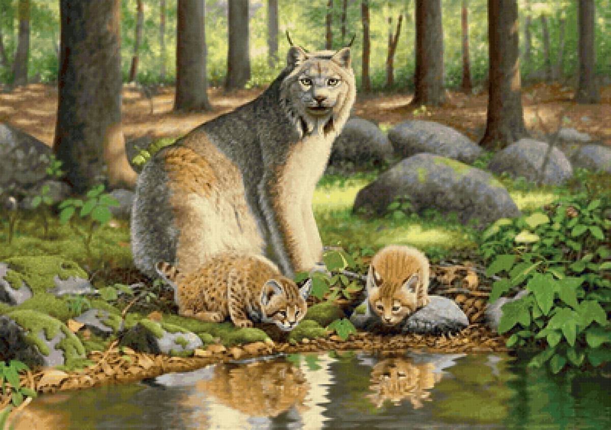 Familhea de lince. - animais. - предпросмотр