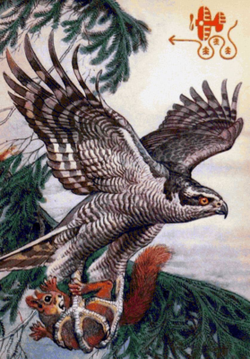 Falcão. - pássaro. - предпросмотр