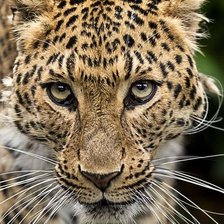 Схема вышивки «Leopardo.»