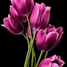Схема вышивки «tulipas rosa»