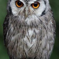 Схема вышивки «Сова»