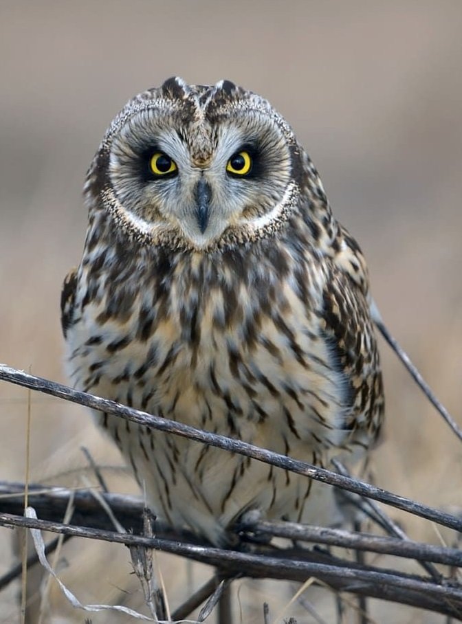 Coruja. - pássaro - оригинал