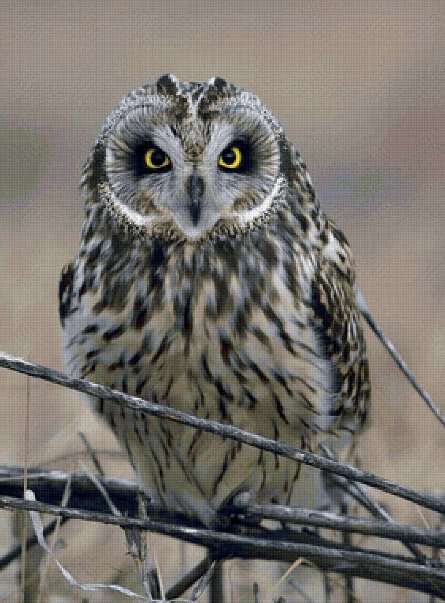 Coruja. - pássaro - предпросмотр