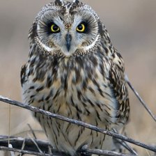 Схема вышивки «Coruja.»