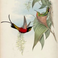 Схема вышивки «en el nido»