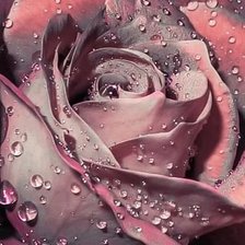 Схема вышивки «роза»