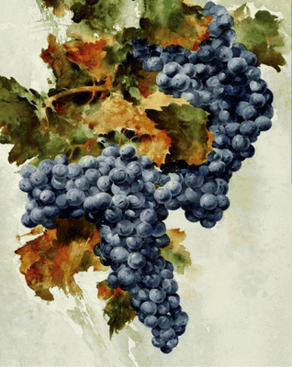 Гроздь винограда - предпросмотр