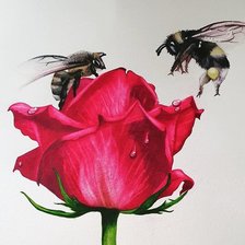 Схема вышивки «Роза и пчелки»