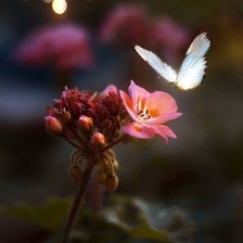 Схема вышивки «Природа»