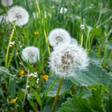 Схема вышивки «Одуванчики»