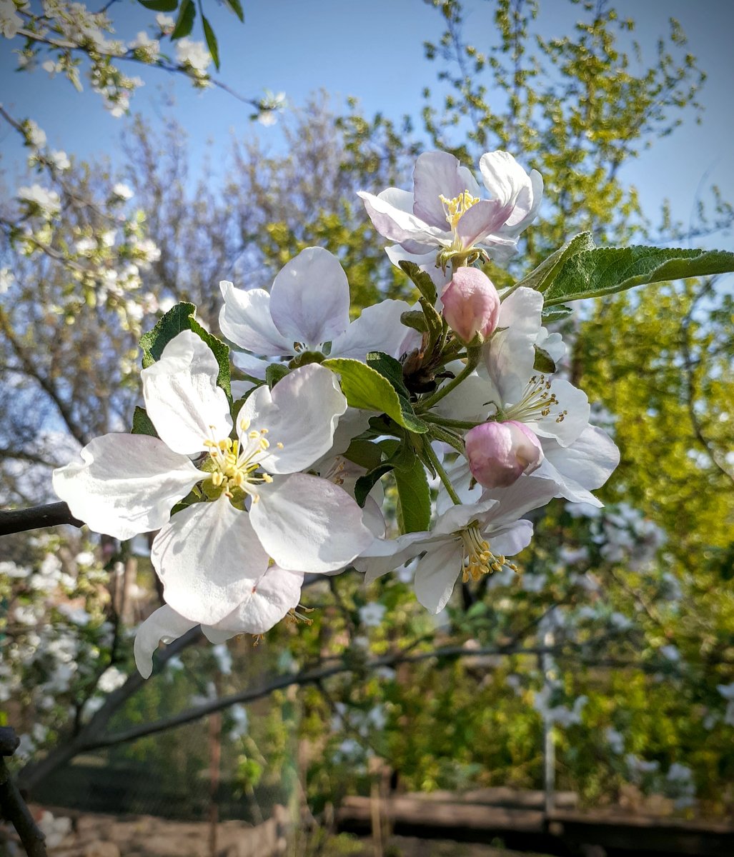 Цветы - цветы, картина, природа - оригинал