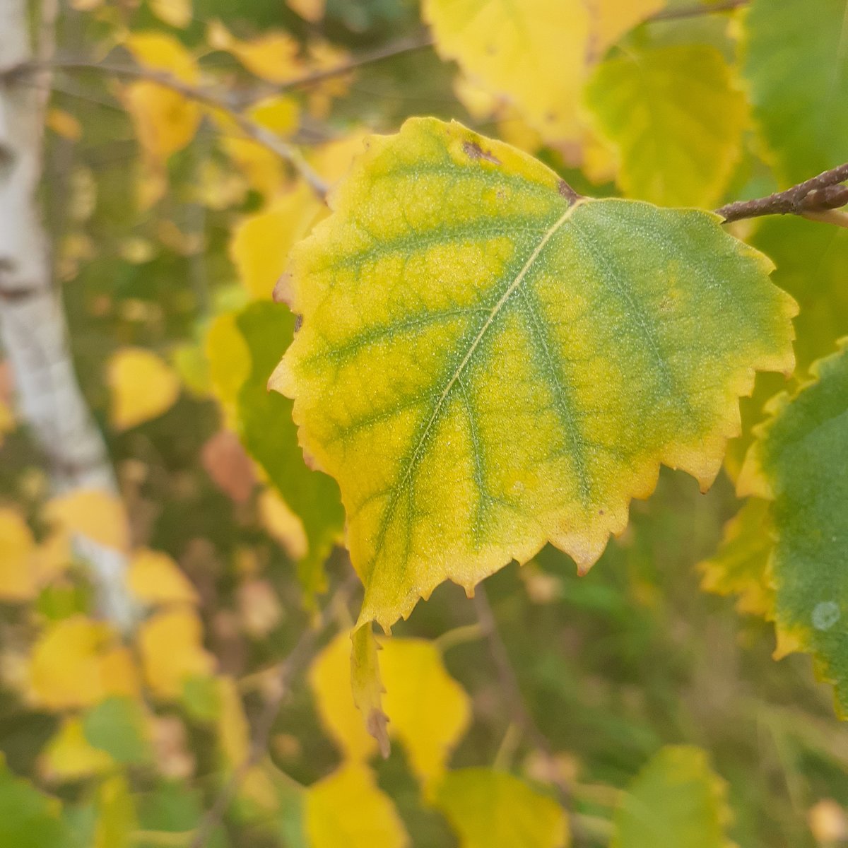 Осень - картина, осень, природа, листья деревьев - оригинал