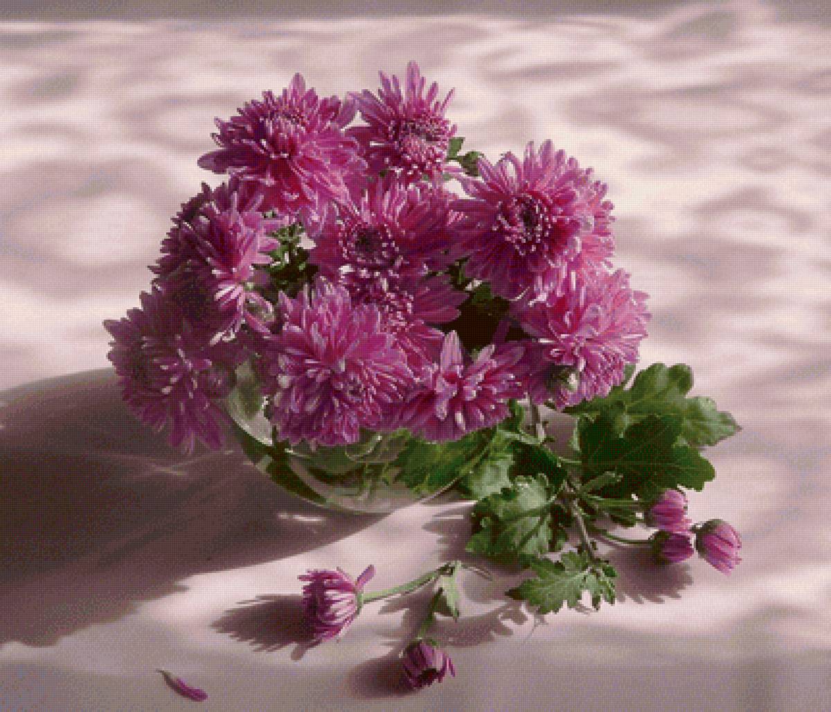 Хризантемы - предпросмотр