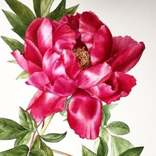 Схема вышивки «Роза»