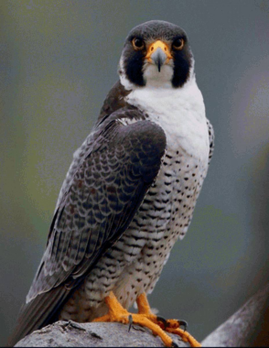 Falcão. - pássaro - предпросмотр