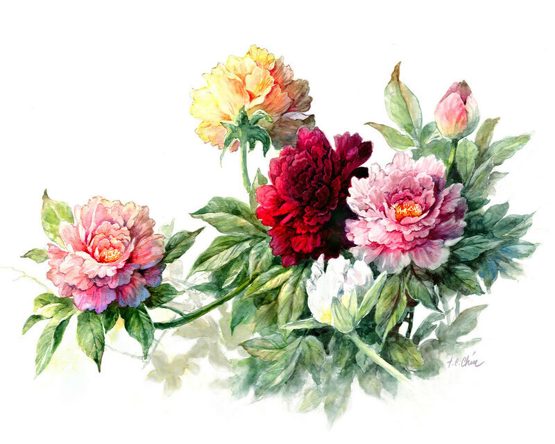 акварельные пионы - флора, цветы, пионы - оригинал