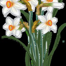 Оригинал схемы вышивки «Flores de jardim.» (№2265644)