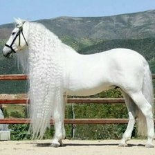 Схема вышивки «Cavalo branco.»