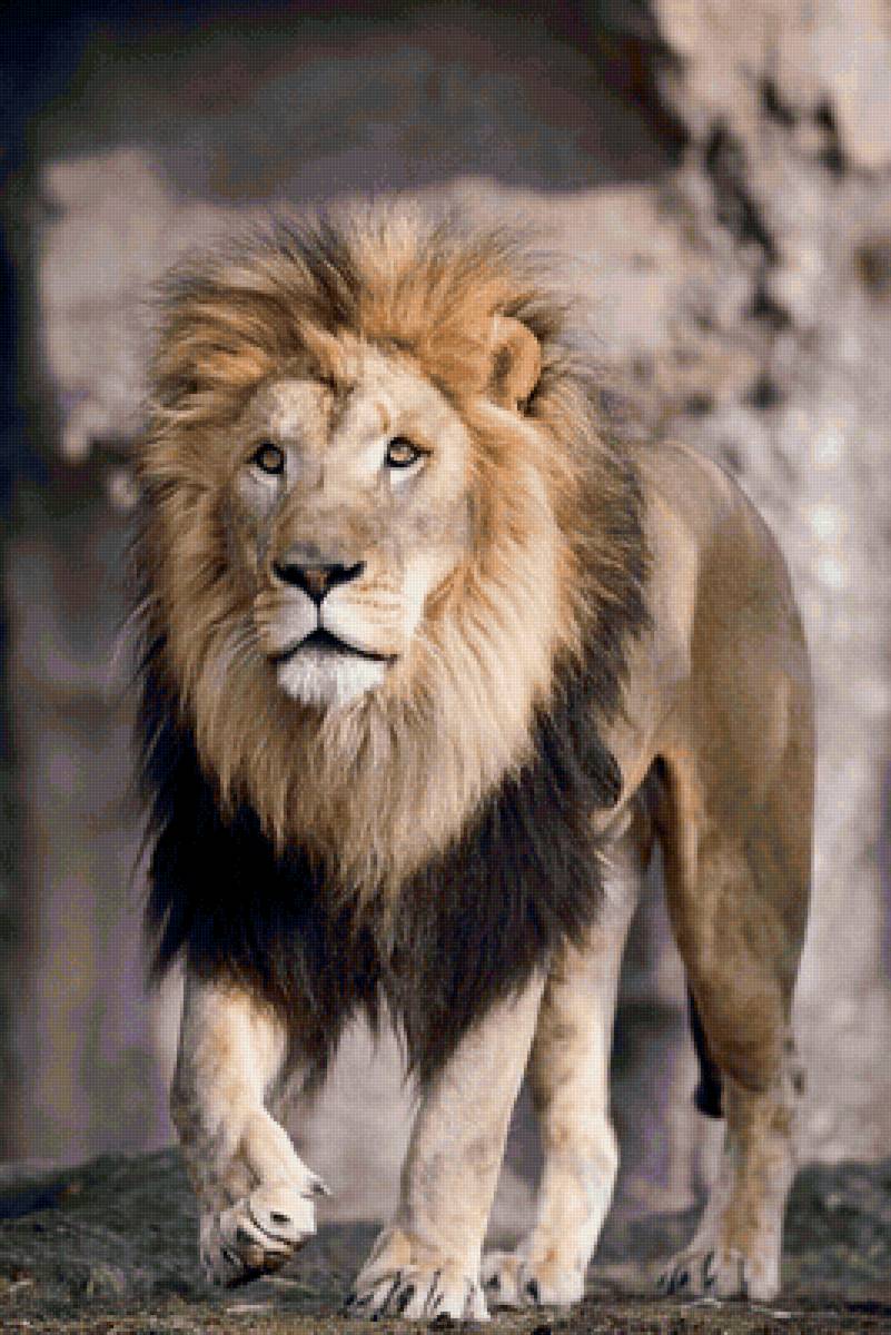 LEÃO - animais. - предпросмотр