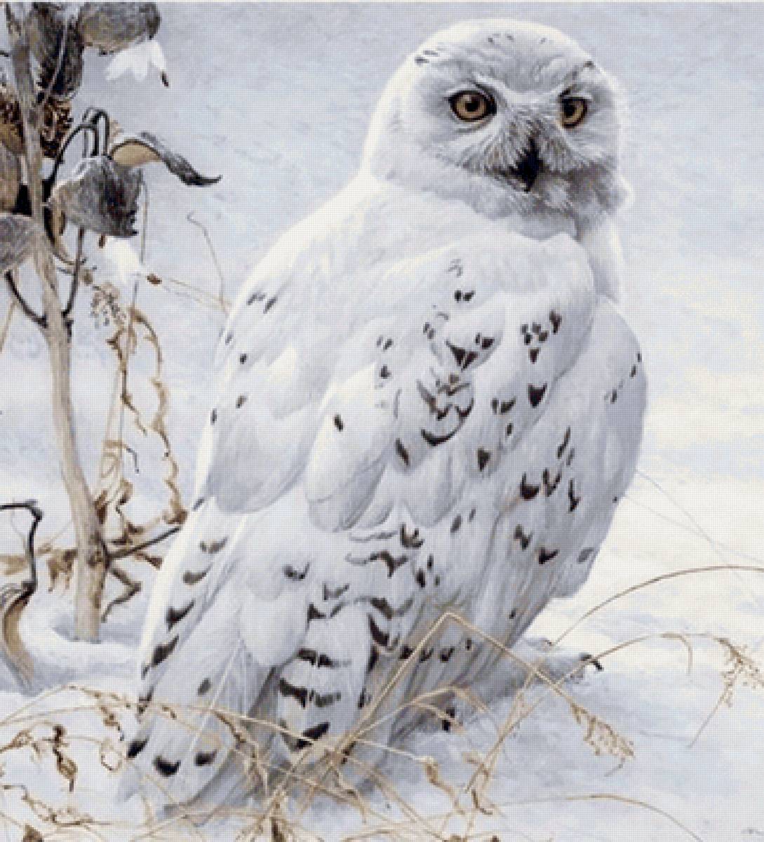 СОВУШКА - предпросмотр