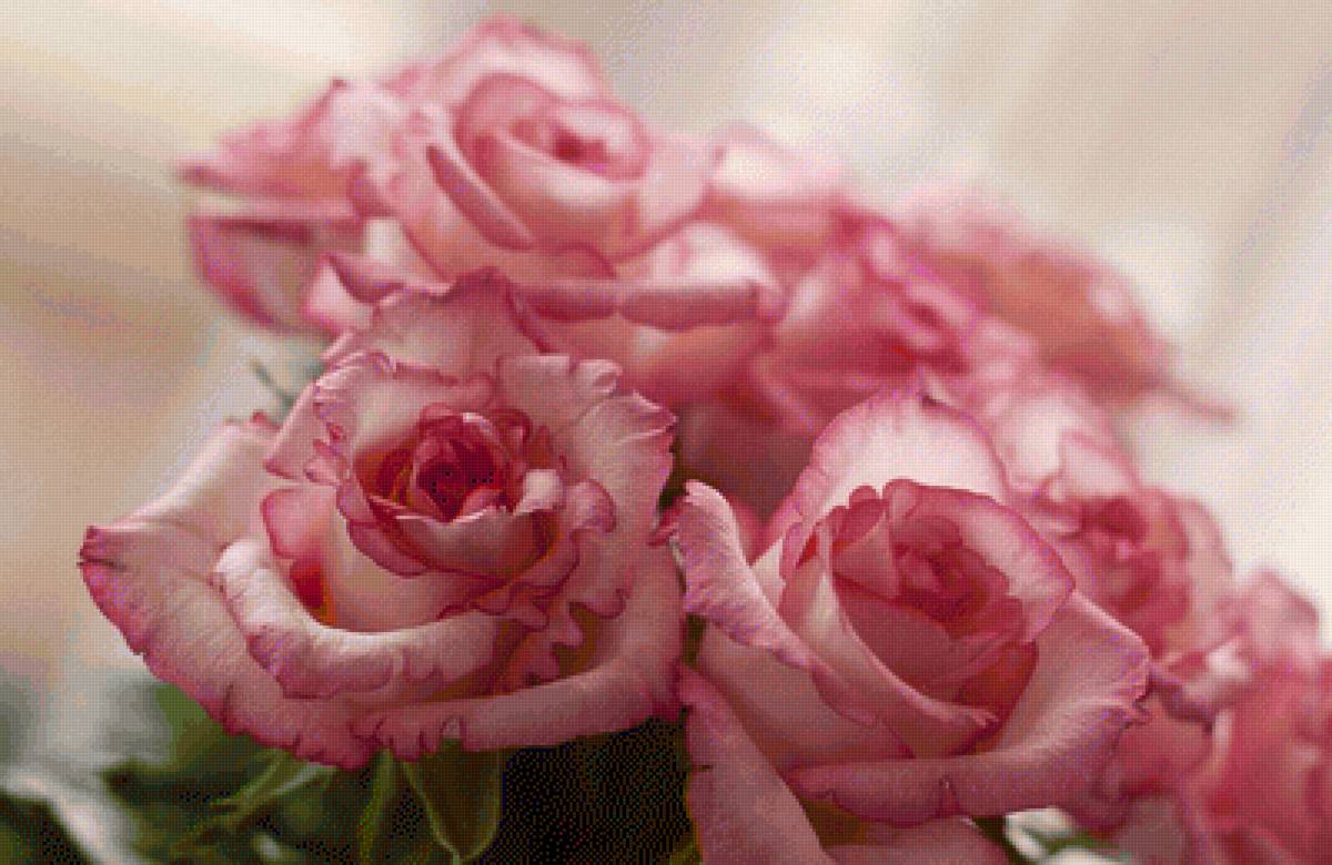rosas - flores, rosas - предпросмотр