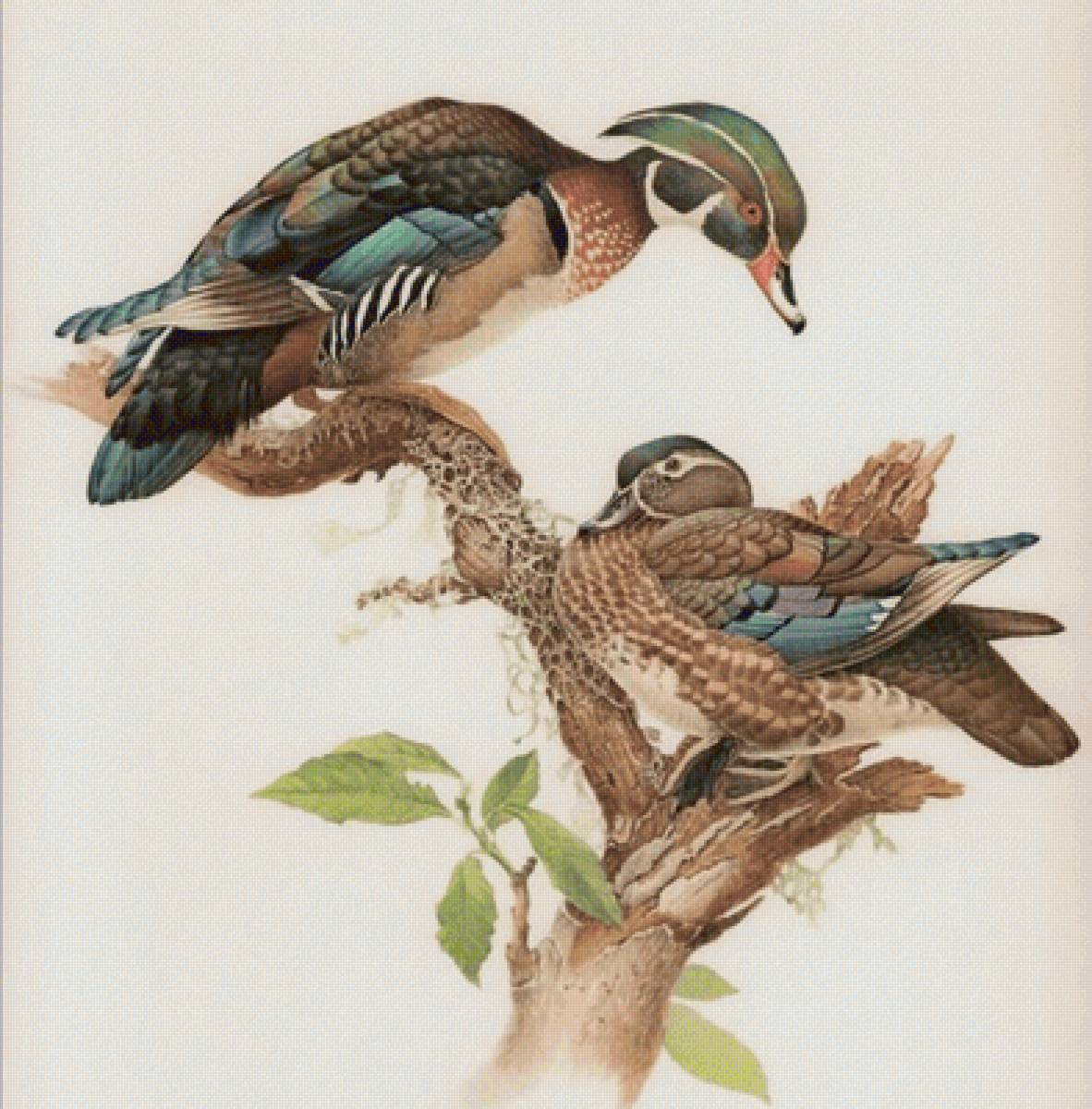 En pareja - patos - предпросмотр