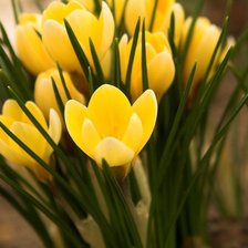 Схема вышивки «весна»