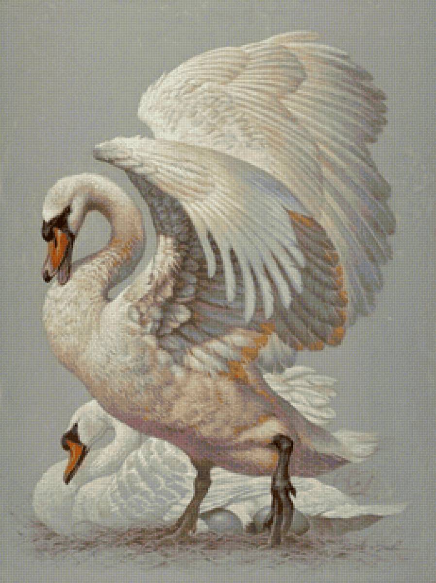 лебеди - верность, птицы, лебеди - предпросмотр