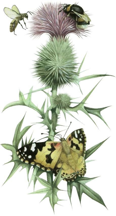 №2266635 - пчелы, цветы - оригинал