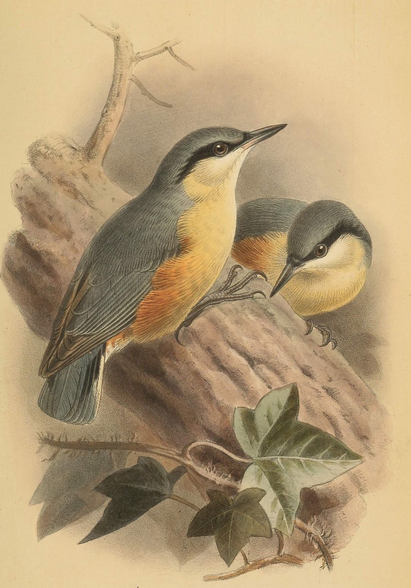 Серия "Птицы" - птицы, животные, рисунок, природа - оригинал